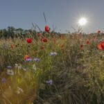 Gerstenfeld mit Klatschmohn und Kornblumen, Schwaebische Alb, Baden-Wuerttemberg, Deutschland
